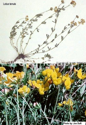 trefoil, narrowleaved